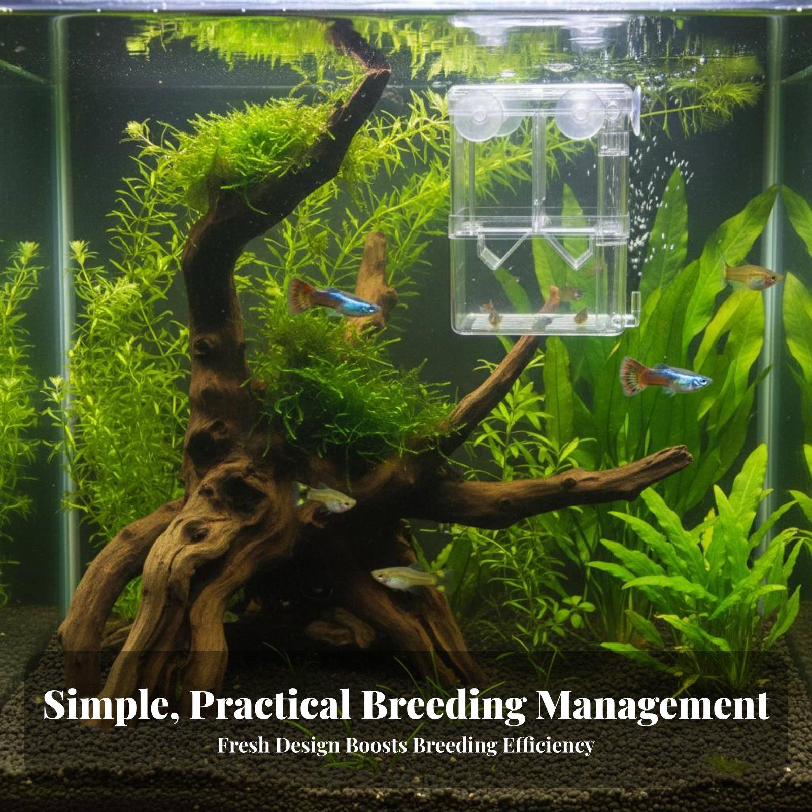ตู้เพาะพันธุ์ปลาสองชั้นสำหรับแ - Aquarium Fish Tank บทวิจารณ์และราคา