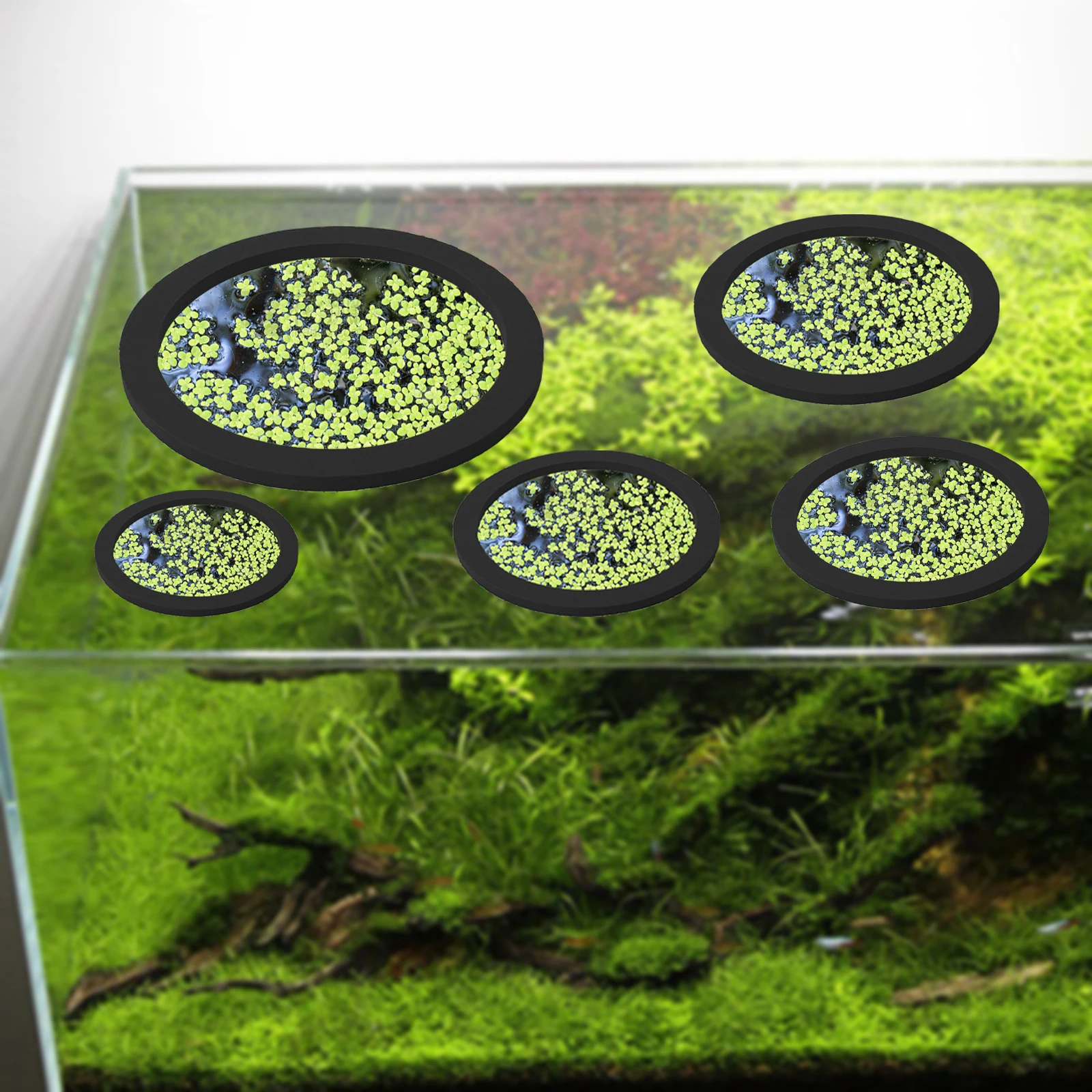 5 ชิ้น EVA ปลา Feeding แหวน Aq - Aquarium Fish Tank บทวิจารณ์และราคา